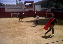 Baby Bull Running in Valencia